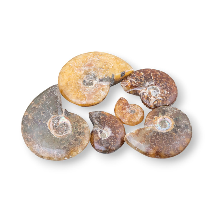 Cabochons d'ammonite mélangés 1pc 50gr environ