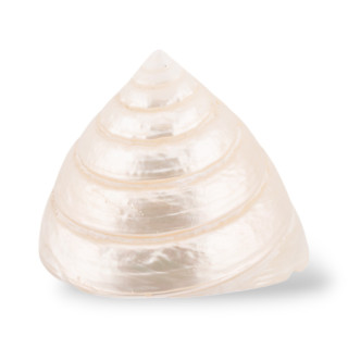 Soprammobile Di Conchiglia Naturale 60mm Bianco