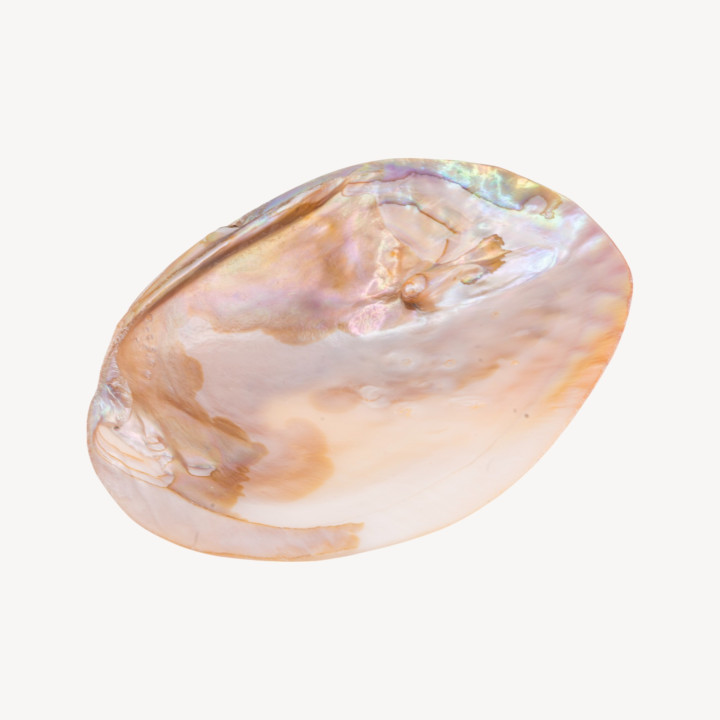 Conchiglia Naturale 104x147mm