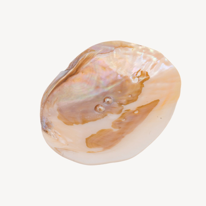 Conchiglia Naturale 104x147mm