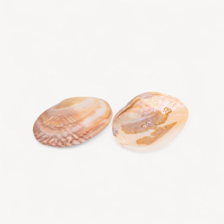 Conchiglia Naturale 104x147mm